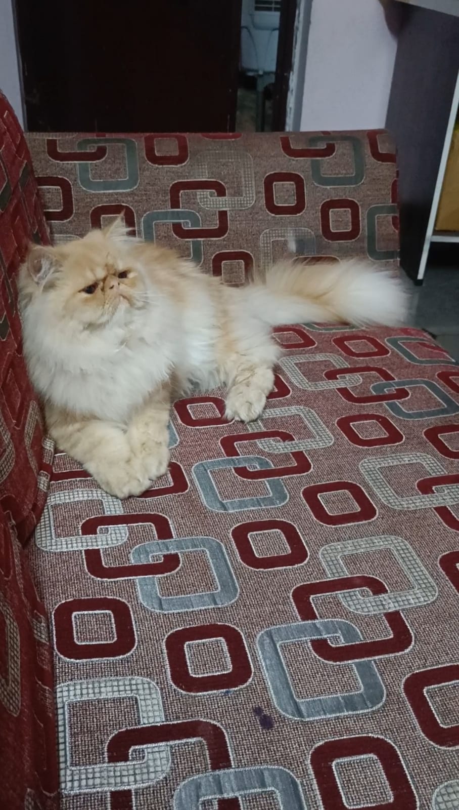 Mastan